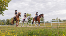 12500 din za petodnevni kamp (3h boravka,kupanje konja, hranjenje, sedlanje,četkanje) + 5 časova jahanja (po 30min) - udruženje Bela griva na Hipodromu!